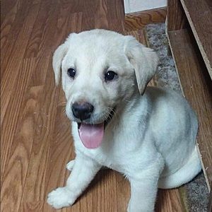 Meet your Posher, Sierra